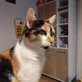 Foto del gato perdido en Mancieulles