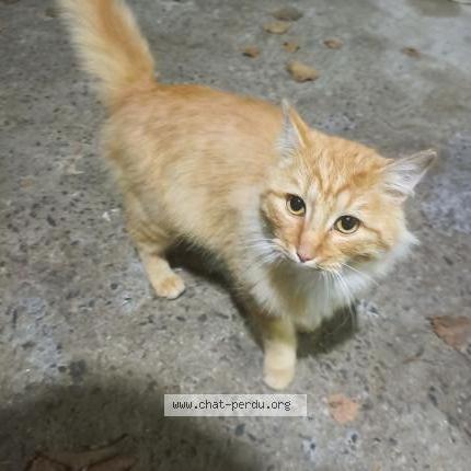 Foto 1/1 Gato encontrado Encontrado en Nort sur erdre