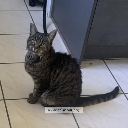 Foto 2/5 Tiger Chat perdido en Bonnieres sur seine