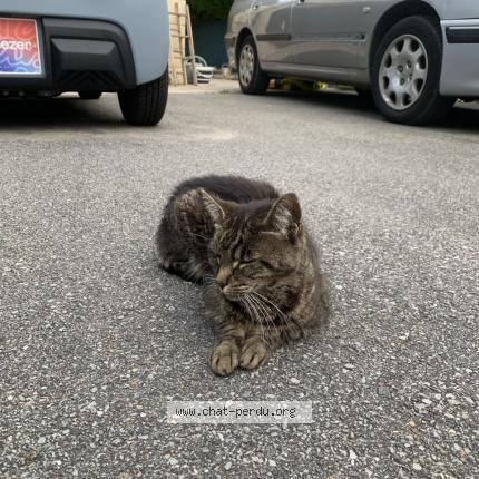 Foto 3/5 Tiger Chat perdido en Bonnieres sur seine