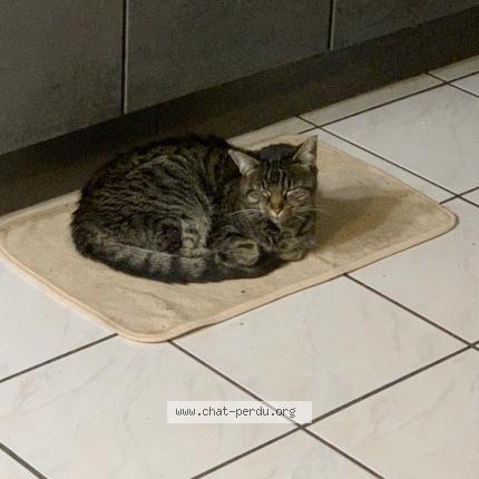 Foto 4/5 Tiger Chat perdido en Bonnieres sur seine