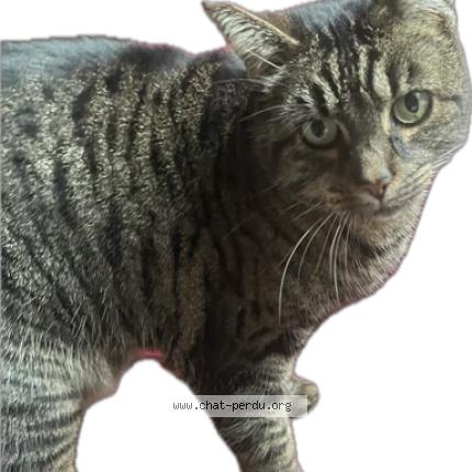 Foto 5/5 Tiger Chat perdido en Bonnieres sur seine