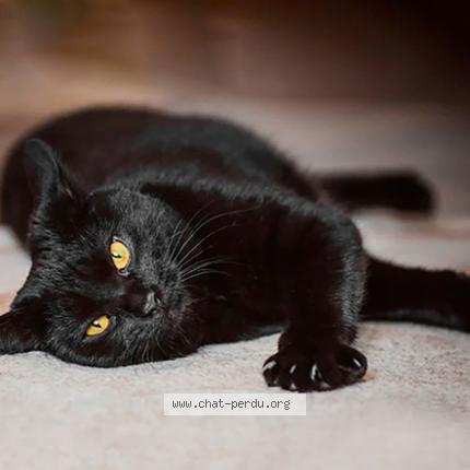 Foto 1/1 baghera Chat perdido en Sainte luce sur loire