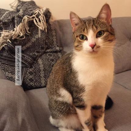 Foto 1/1 Nounoutte Chat perdido en Antony