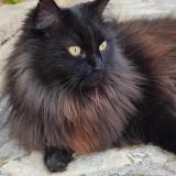 Foto del gato perdido en Velaux