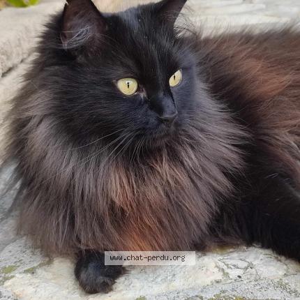 Foto 1/1 Monsieur Nyx Chat perdido en Velaux