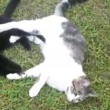 Foto del gato perdido en Riviere Saas Et Gourby