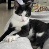 Foto del gato perdido en Vuisternens Devant Romont