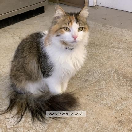 Foto 1/1 Poulette Chat perdido en Bonnieux