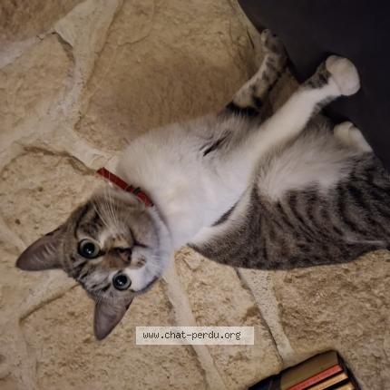 Foto 1/1 titi Chat perdido en Montel de gelat