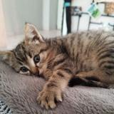 Foto del gato perdido en Mehun Sur Yevre