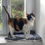 Foto del gato perdido en Saint Hippolyte