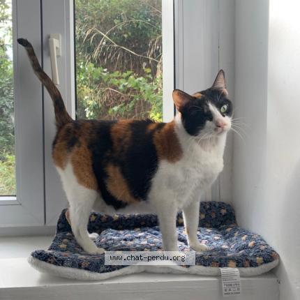 Foto 1/1 CANDY Chat perdido en Saint hippolyte