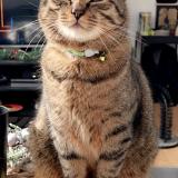 Foto del gato perdido en Carcassonne