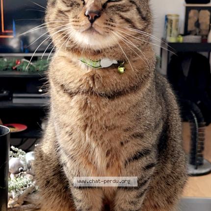 Foto 1/1 Gato encontrado Perdido en Carcassonne