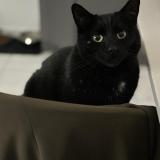 Foto del gato perdido en Vy Les Lure