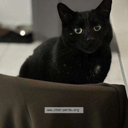 Foto 1/1 Teddy Chat perdido en Vy les lure