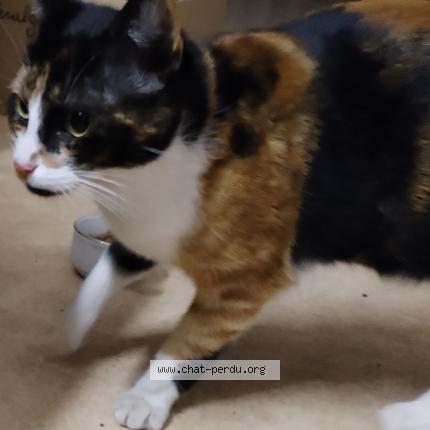 Foto 1/1 Gato encontrado Encontrado en Val de briey mancieulles