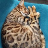 Foto del gato perdido en Draguignan