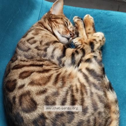 Foto 1/3 Tiana Chat perdido en Draguignan