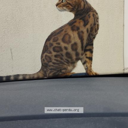 Foto 3/3 Tiana Chat perdido en Draguignan