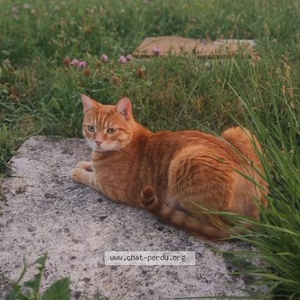 Foto 1/1 Simba Chat perdido en Etampes