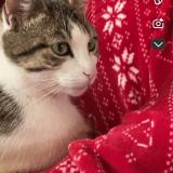 Foto del gato perdido en Pagny Le Chateau