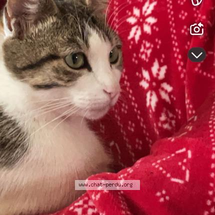 Foto 1/1 Gato encontrado Perdido en Pagny le chateau