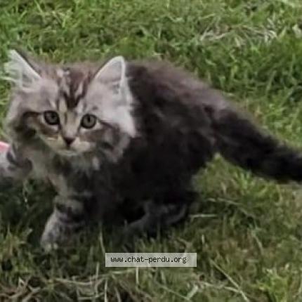Foto 1/1 Gato encontrado Perdido en Bizeneuille