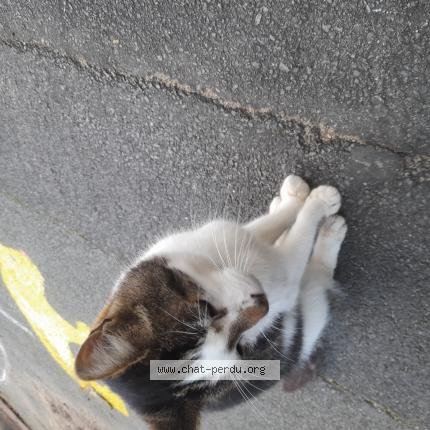 Foto 1/1 Gato encontrado Encontrado en 86440 migne auxances
