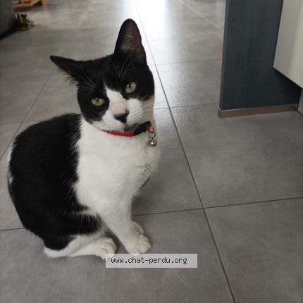 Foto 1/1 Yuzu Chat perdido en Beuzeville