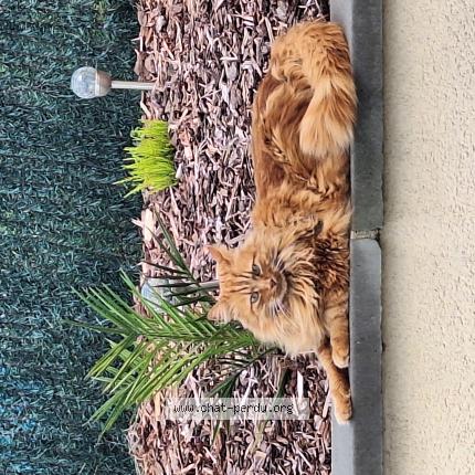 Foto 1/1 Oggy Chat perdido en Condat sur vienne