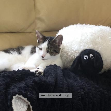 Foto 1/1 Sachat Chat perdido en Chailloue