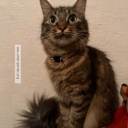 Foto 1/2 Hyuna Chat perdido en Toulouse