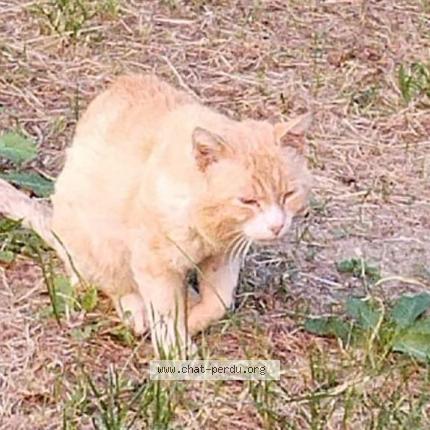 Foto 1/1 BRISOU Chat perdido en Pantin