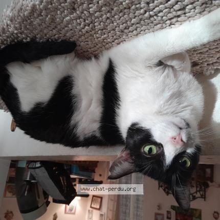 Foto 1/1 Opale Chat perdido en Toulon