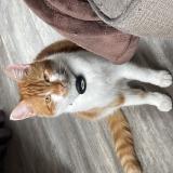 Foto del gato perdido en Nantes