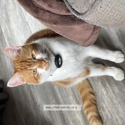 Foto 1/1 Toudoudou Chat perdido en Nantes