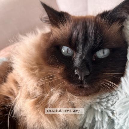 Foto 1/1 DAZLING Chat perdido en Audenge