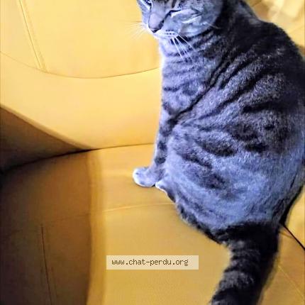 Foto 1/1 Minouche Chat perdido en Gazinet