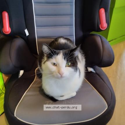 Foto 1/1 Twisty Chat perdido en Carquefou