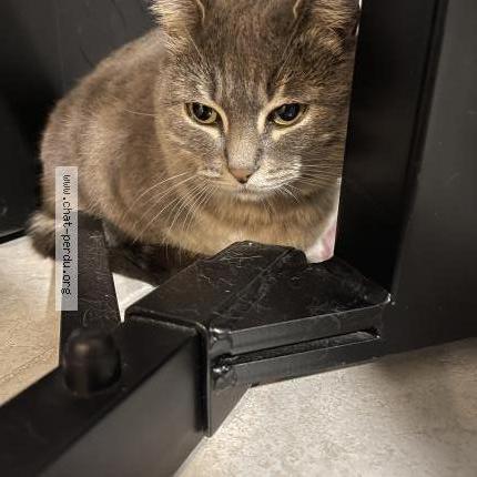 Foto 2/3 Gato encontrado Encontrado en Bron