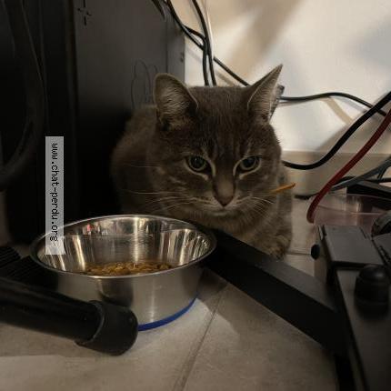 Foto 3/3 Gato encontrado Encontrado en Bron