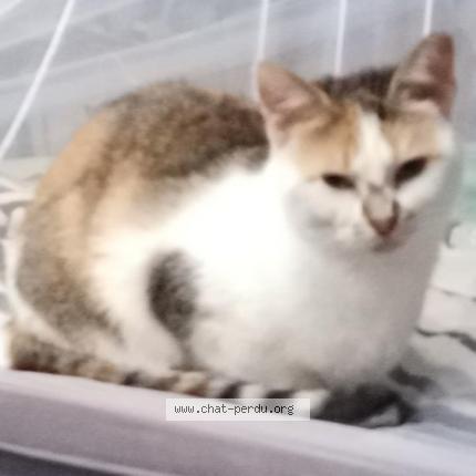 Foto 1/1 Opra Chat perdido en Le bouscat