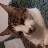 Foto del gato perdido en Sainghin En Weppes