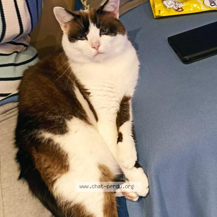 Foto 1/1 Chamallow Chat perdido en Bourg en bresse