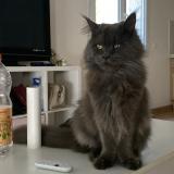 Foto del gato perdido en Vendargues