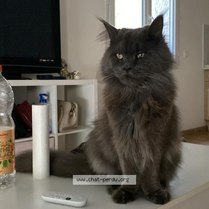 Foto 1/2 Mowgli Chat perdido en Vendargues