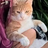 Foto del gato perdido en Auragne