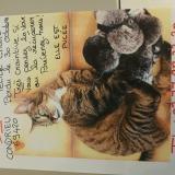 Foto del gato perdido en Condrieu